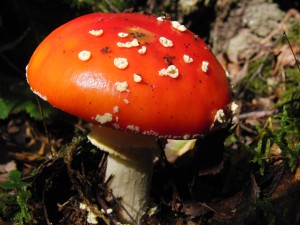 Fliegenpilz im Sonnenlicht Fliegenpilz im Sonnenlicht