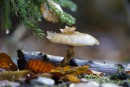 Kleiner Pilz im Laub