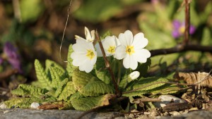 Frühlingsgrüße in weiß Frühlingsgrüße in weiß