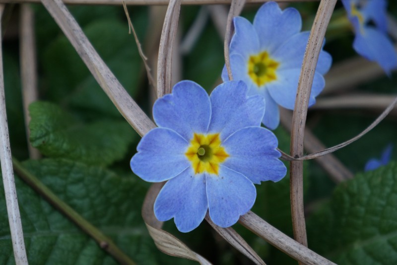 Primelblüte hellblau