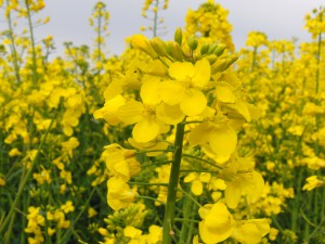 Rapsblüte 1 Rapsblüte 1