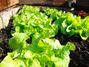 Blattsalat im Beet