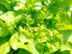 Blick in den Blattsalat