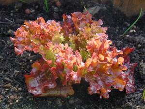 Frischer Lollo Rosso im Beet