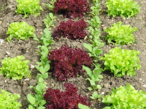 Salatbeet im Schrebergarten