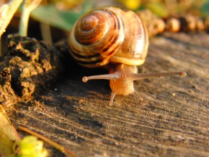 Im Blick der Bänderschnecke Im Blick der Bänderschnecke