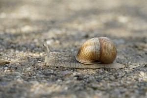 Langsam gehts voran Langsam gehts voran