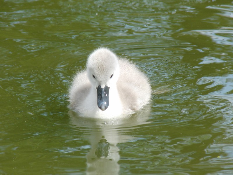  Ich werd mal ein schöner Schwan