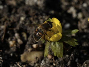 Große Schwebfliege auf Winterling Große Schwebfliege auf Winterling