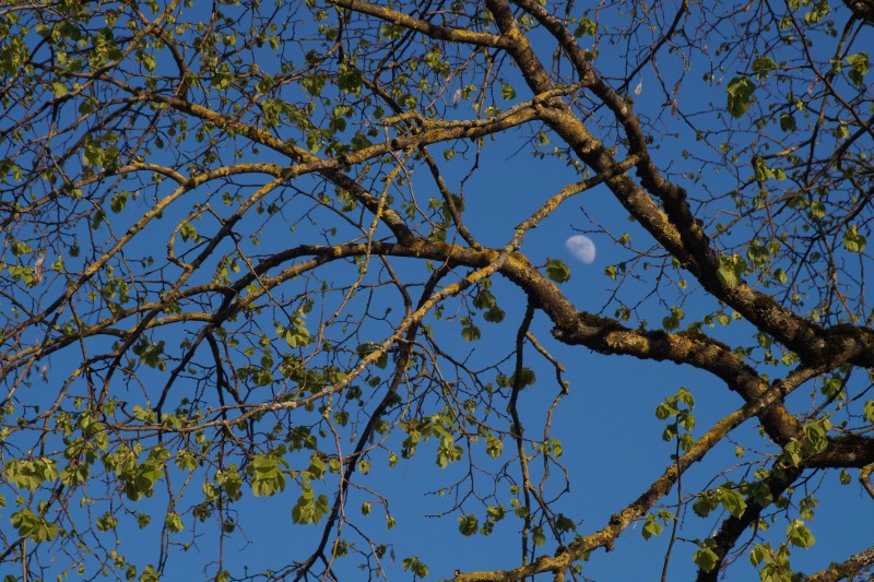 Frühlingsmond