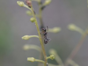 Ameise am Stängel