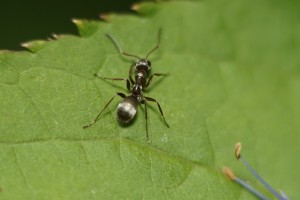 Ameise auf Blatt