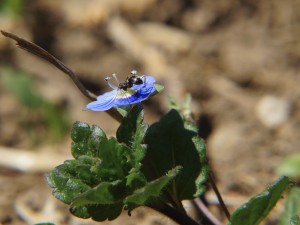 Ameise auf Gewitterblume