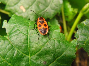  Feuerwanze auf grünen Blatt