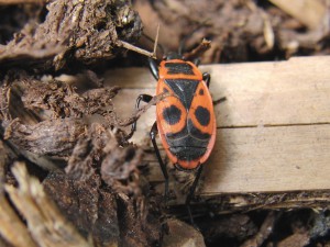 Feuerwanze von hinten