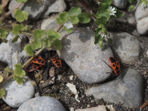 Feuerwanzen im Frühling