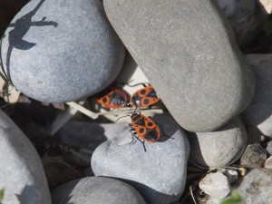 Feuerwanzen Peepshow