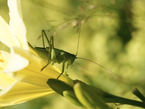 Heimische Schwertschrecke Heimische Schwertschrecke