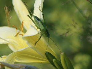 Heimische Heuschrecke Heimische Heuschrecke