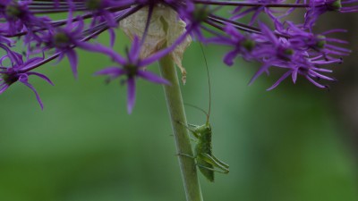  Sonstige Insekten