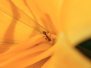 Kleine braune Ameise 