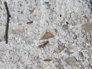 Steinharte Arbeit (Ameisen)