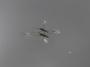 Wasserläufer 1 Wasserläufer 1