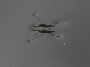 Wasserläufer 2 Wasserläufer 2