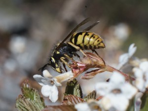 Wespenkönigin im Frühling Wespenkönigin im Frühling
