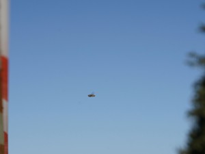Wo hin? Wespe im Flug Wo hin? Wespe im Flug