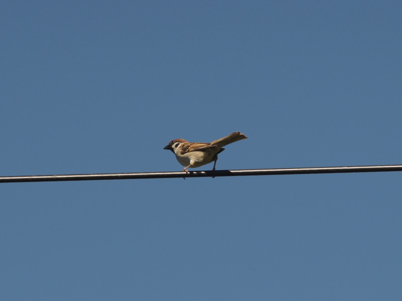 Spatz auf der Leitung