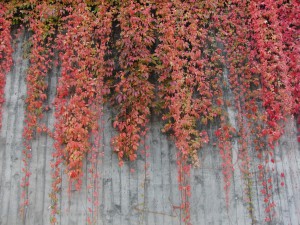 Betonwand mit Wilden Wein in Rot Betonwand mit Wilden Wein in Rot