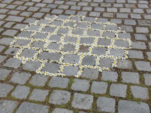 Pflastersteinboden mit Gänseblümchen Pflastersteinboden mit Gänseblümchen