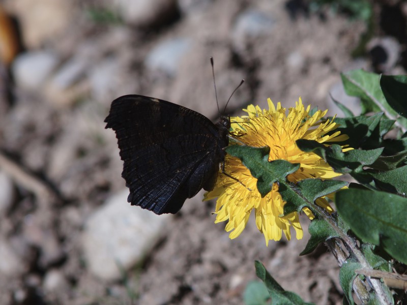 Pfauenauge auf Löwenzahn mit geschlossenen Flügel