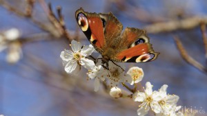 Pfauenauge im Frühling Pfauenauge im Frühling