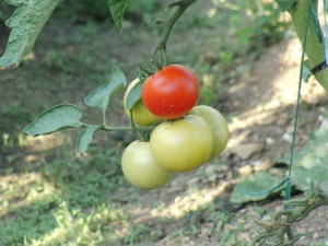 Eine Tomate ist schon reif