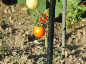 Tomate noch orange