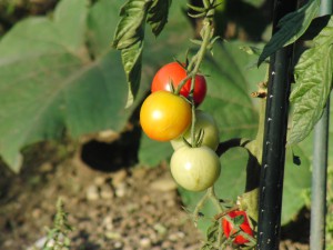 Tomaten rot gelb grün