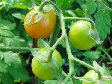  Tomaten
