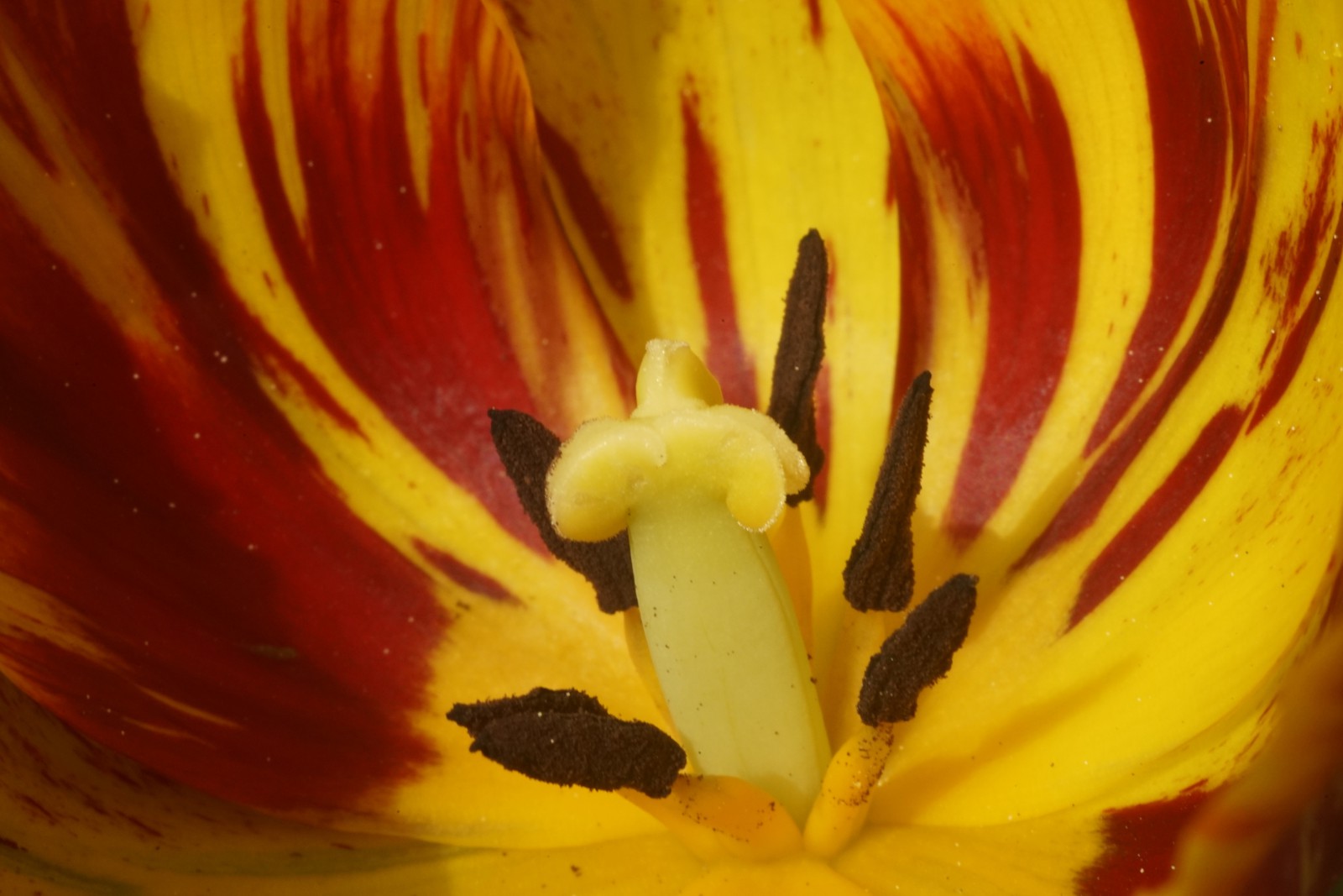 Blick in die Tulpe