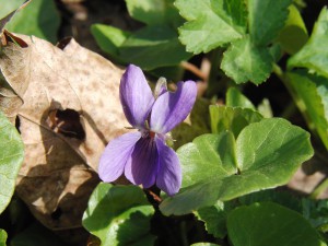 Frühlingsveilchen Frühlingsveilchen