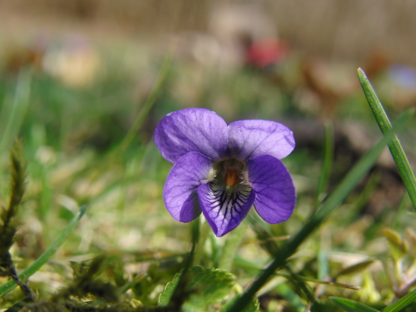 Hundsveilchen 2 Hundsveilchen 2