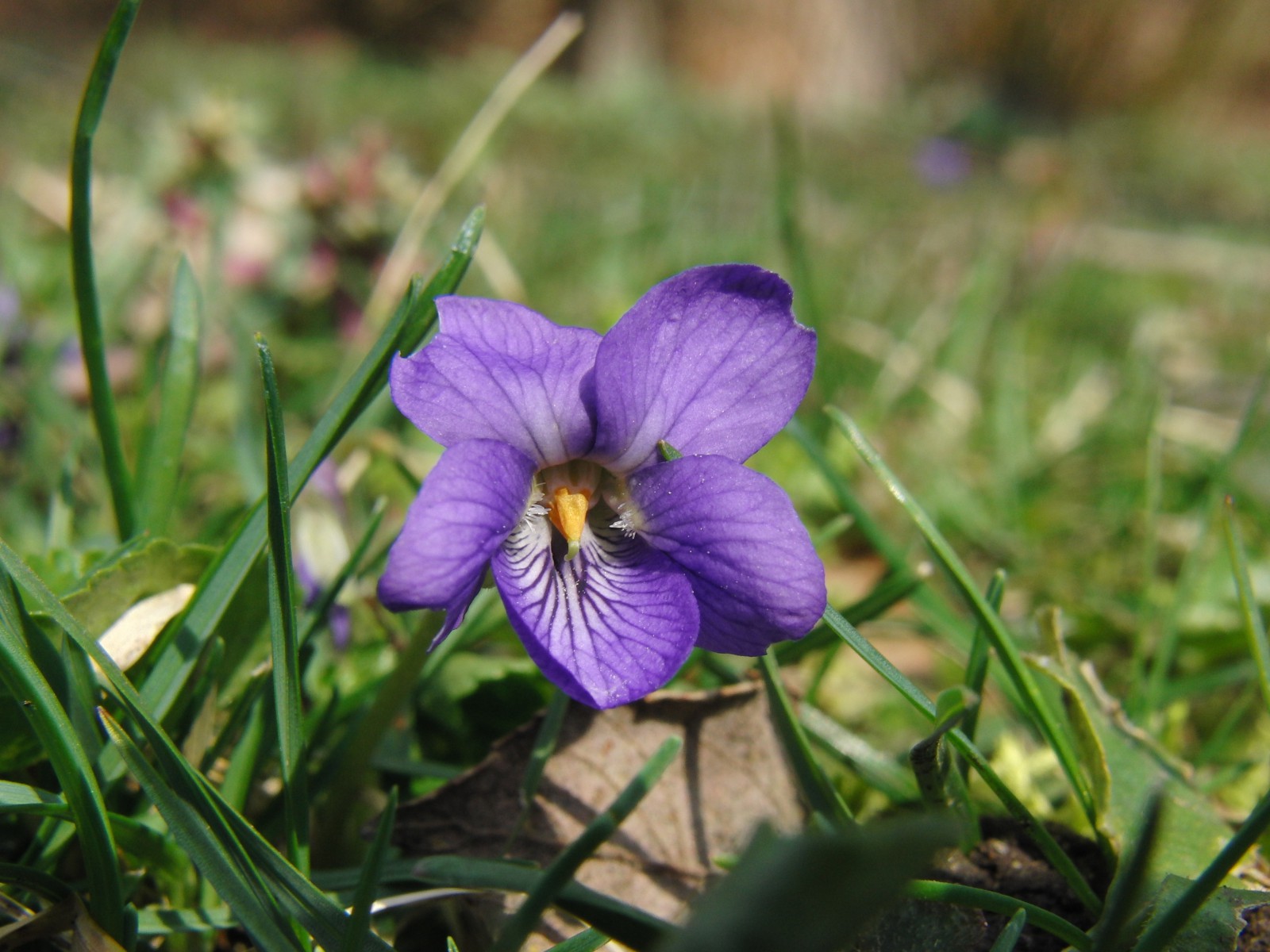 Hundsveilchen 4 Hundsveilchen 4