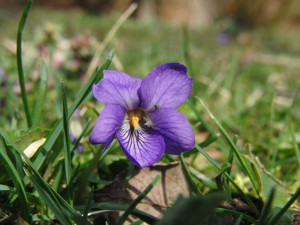 Hundsveilchen 4 Hundsveilchen 4