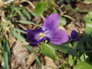 Hundsveilchen 5 Hundsveilchen 5