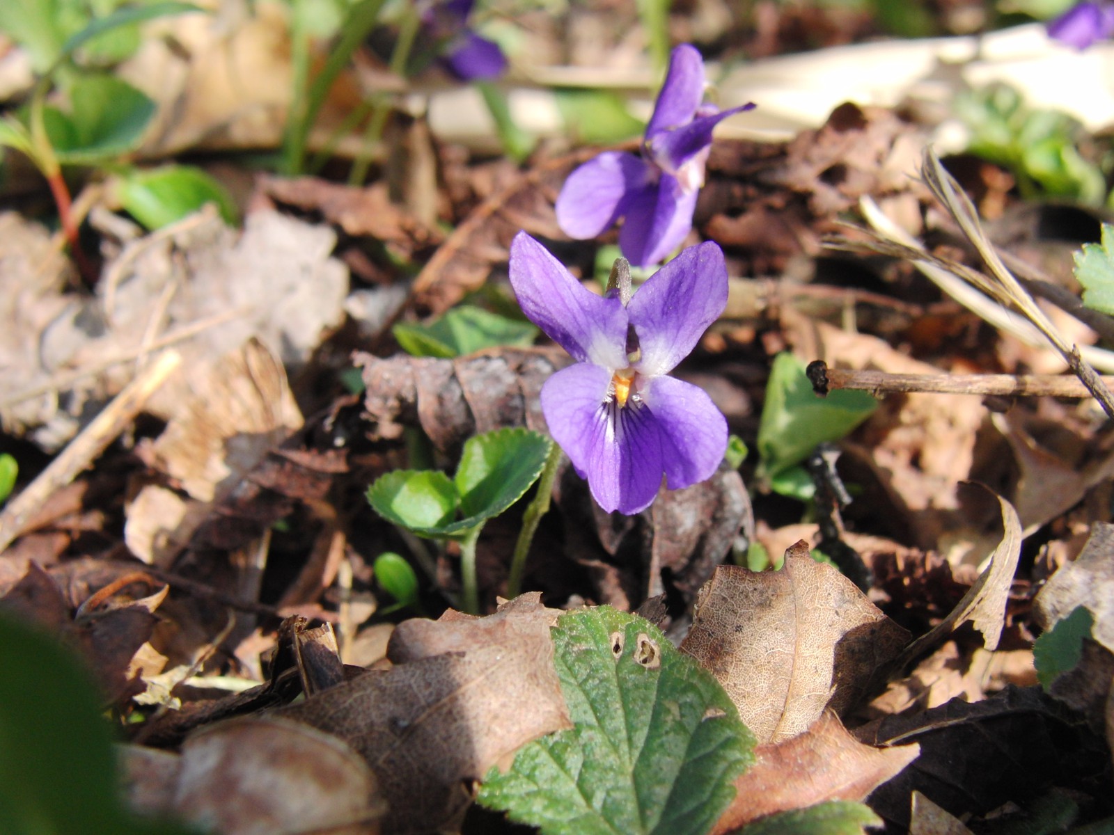 Kleines schönes Veilchen Kleines schönes Veilchen