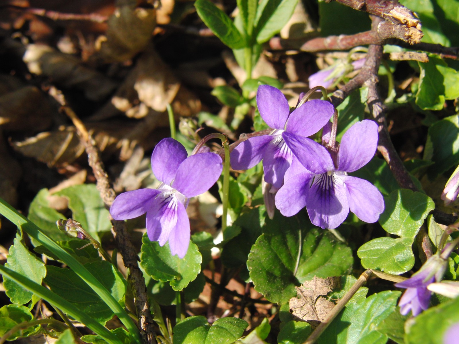 Lila Veilchen trio Lila Veilchen trio