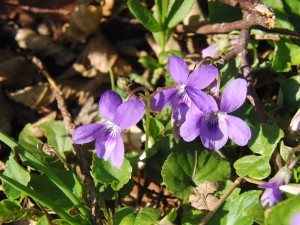 Lila Veilchen trio Lila Veilchen trio