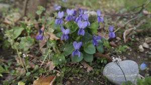 Schöne Veilchengruppe Schöne Veilchengruppe