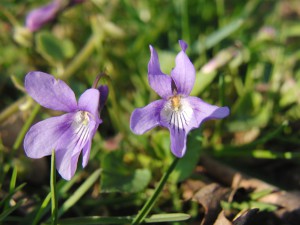 Veilchen duo Veilchen duo